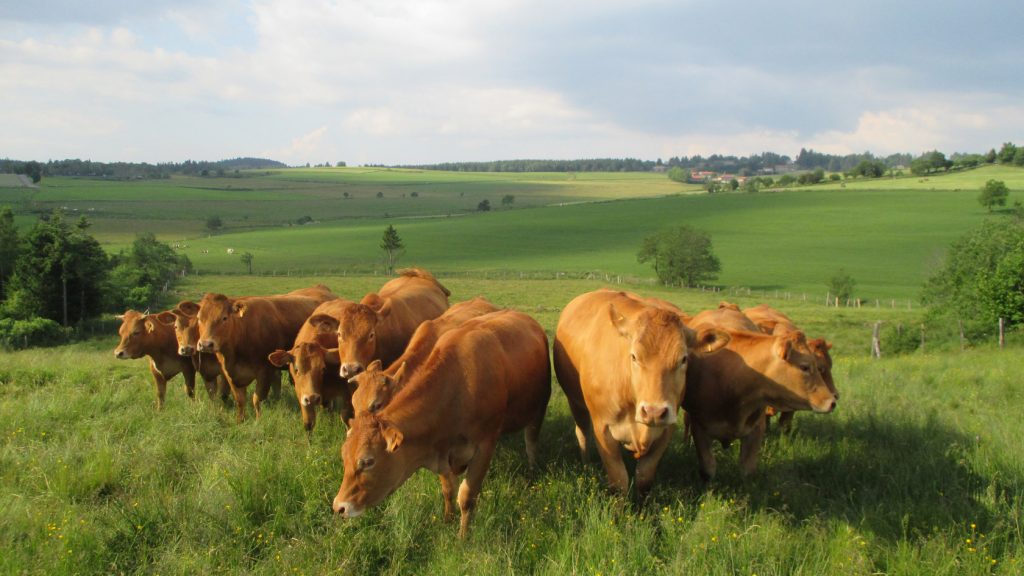 CFPPA Montbrison - Troupeau Limousines