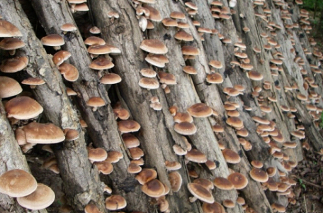 CFPPA Montbrison - culture champignon