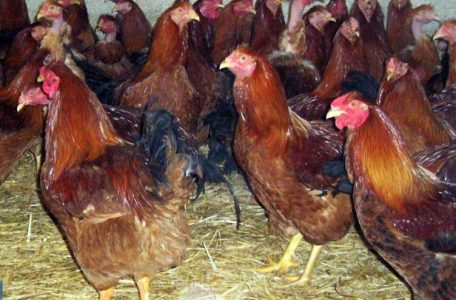 CFPPA Montbrison - volailles fermières