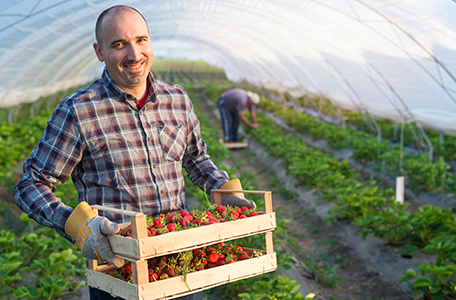 formation culture de petits fruits