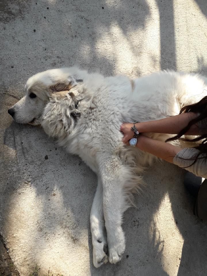 Bac Pro Cgea Soins Aux Animaux - Onisep
